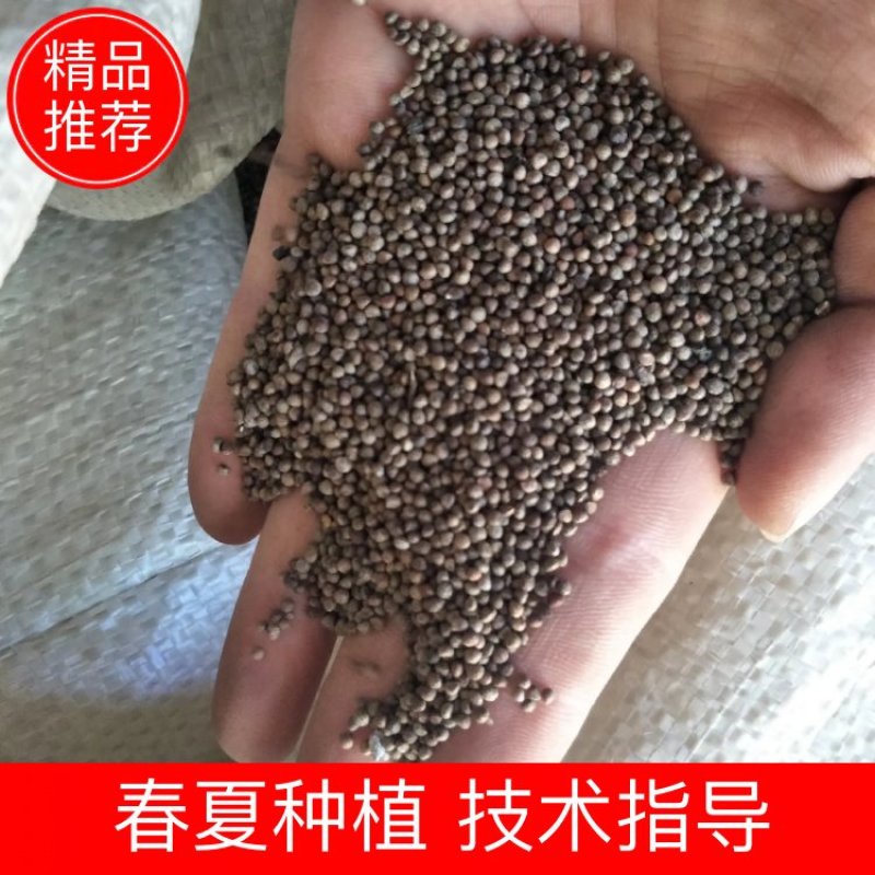推荐日本紫苏种子紫苏种子批发河北单面紫苏种子发芽高