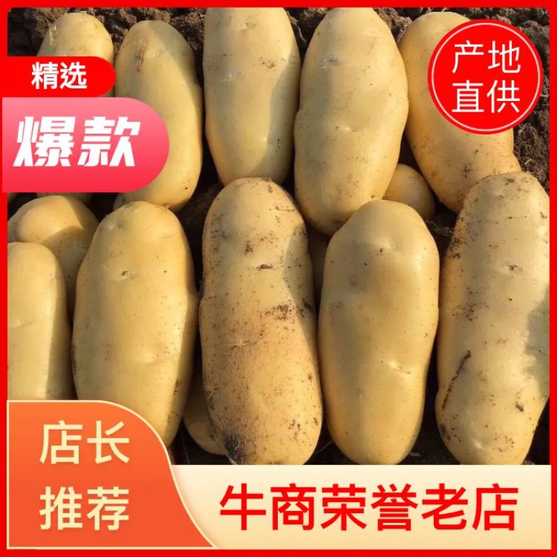 山东荷兰十五土豆精品库存基地直销无青头无虫眼诚信经营