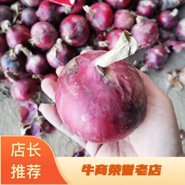 [标题]供应红皮黄皮洋葱，金乡洋葱，甘肃洋葱，价格低。