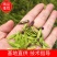推荐新板蓝根种子批发中药材种子优质种子出芽率高量大从优