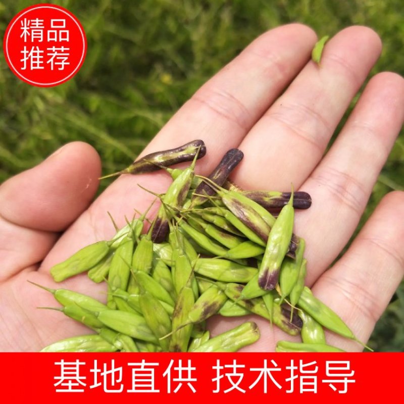 推荐新板蓝根种子批发中药材种子优质种子出芽率高量大从优