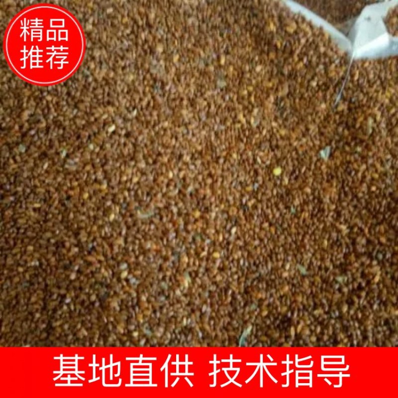 推荐党参种子，纯新种子，分量够足！保证质量，诚信行天下
