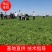 推荐半夏种子，优质半夏种子，技术指导，回收，诚信行天下
