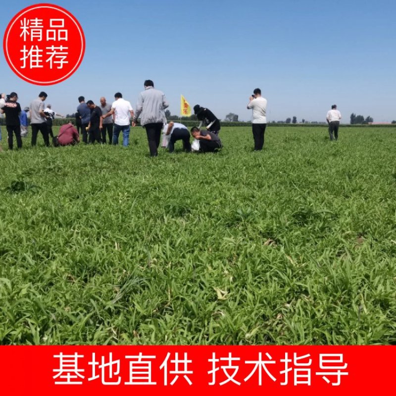 推荐半夏种子，优质半夏种子，技术指导，回收，诚信行天下