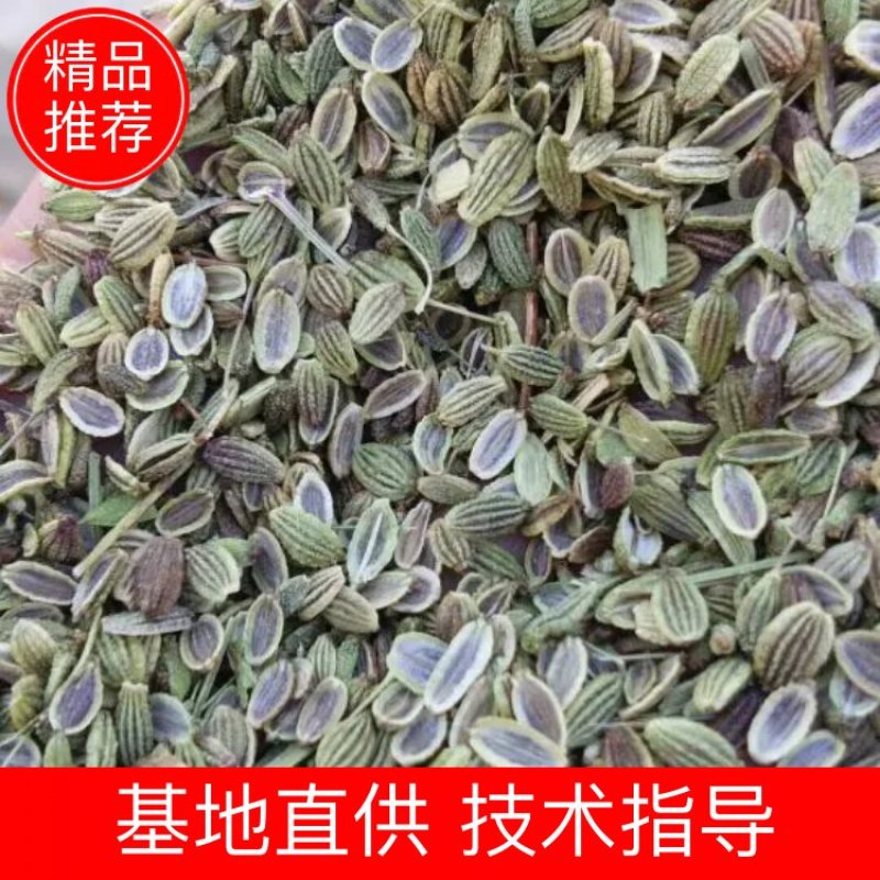 推荐优质种子，纯新防风种子，防风种子，提供现代种植技术