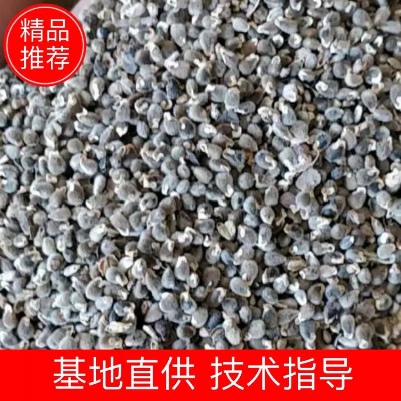 推荐远志种子，纯新远志种子，颗粒饱满，无杂志