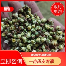 梅花绿梅自产自销质量保证价格实惠