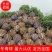 黄杨球大叶黄杨球球形饱满基地直供量大从优规格齐全