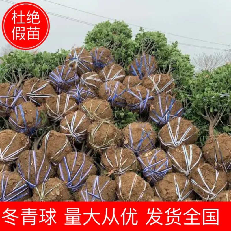 黄杨球大叶黄杨球球形饱满基地直供量大从优规格齐全