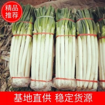 山东大葱铁杆大葱毛葱2cm左右30~40cm品种齐全