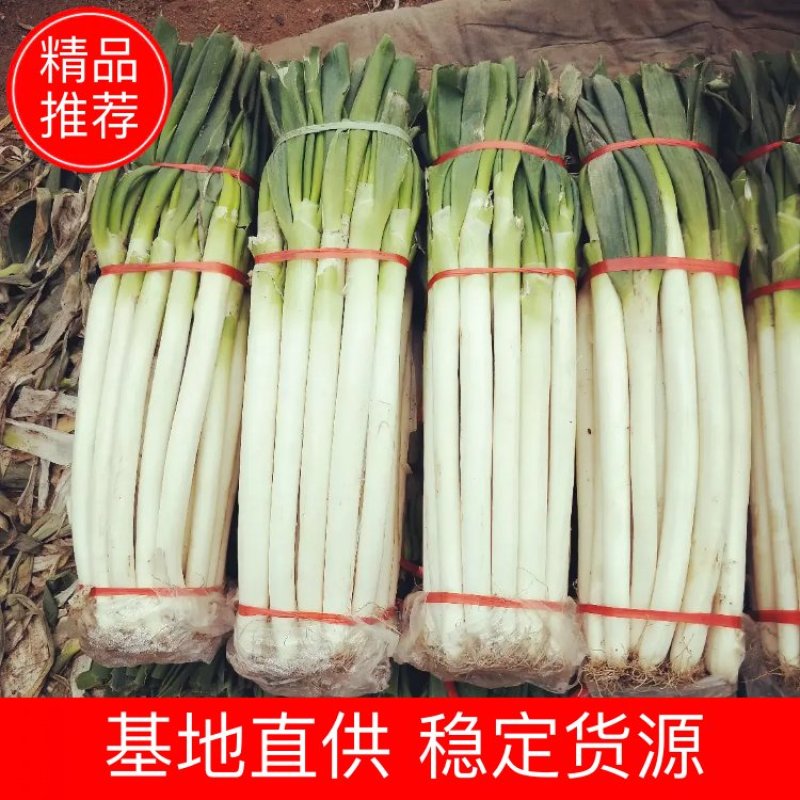 山东大葱铁杆大葱毛葱2cm左右30~40cm品种齐全
