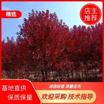 吉林省辽源市树苗龙丰树苹果苗杏树吉盛李孑五角木风柳树