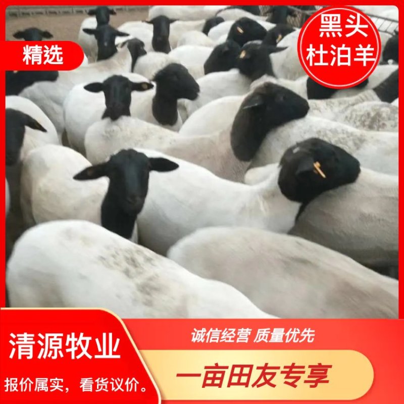 杜泊绵羊对接养殖户全国各地都适合养殖两只以上包发货