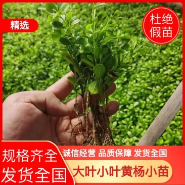 大叶黄杨苗小叶黄杨小苗成活率高量大从优杜绝假苗