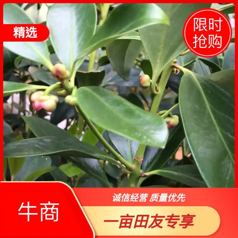广西藤县古龙镇桂香园大红八角嫁接苗优质品种苗