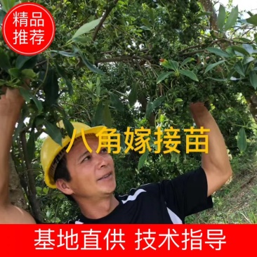 八角苗广西藤县古龙镇桂香园大红八角嫁接苗场