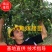 八角苗广西藤县古龙镇桂香园大红八角嫁接苗场