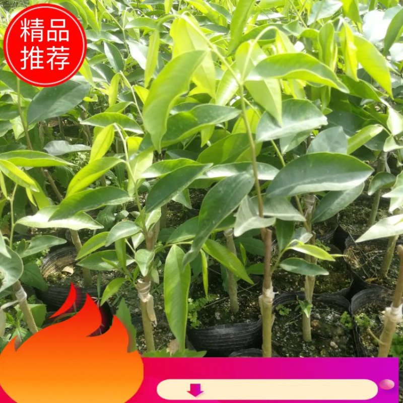 嫁接优质奇楠苗品质保证棋楠沉香苗苗圃基地直发易管理涨势猛好货