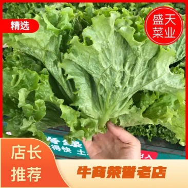 【对接超商】青叶生菜、黄叶生菜、保证质量、可包装