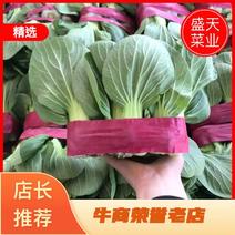 【对接超商】上海青青梗、小油菜、保证质量、