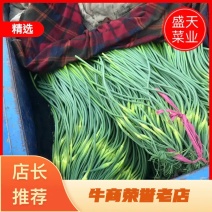 蒜苔、电商商超食堂供应、保证质量、随时装车、欢迎咨询