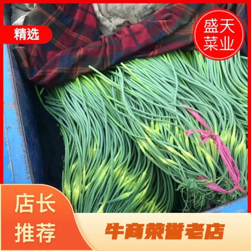 蒜苔、电商商超食堂供应、保证质量、随时装车、欢迎咨询