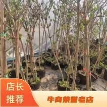 【推荐】老兵家的正宗五彩锦带自产自销欢迎下单