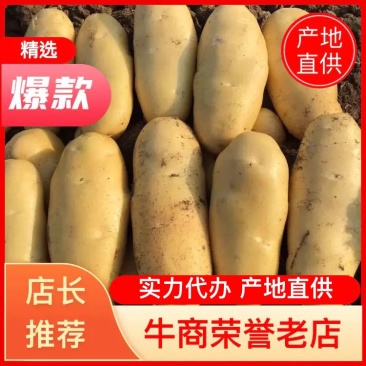 山东荷兰十五土豆精品库存基地直销无青头无虫眼诚信经营