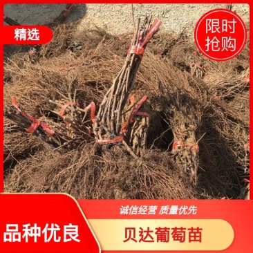 辽宁贝达苗2年生多年生口感好，欢迎产地看货，