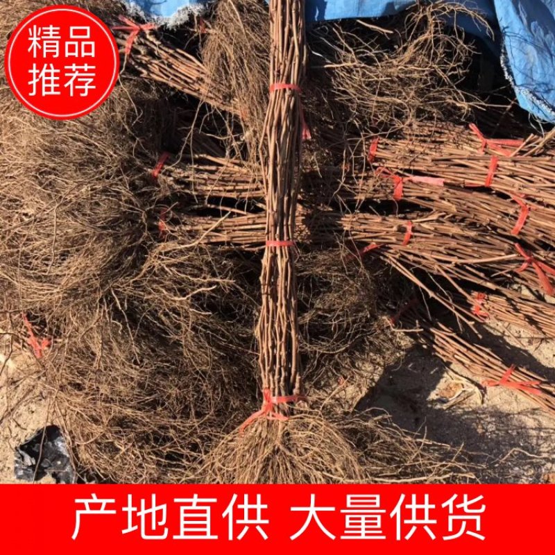 大量批发贝达巨峰各种嫁接葡萄苗各种葡萄种苗。