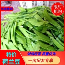 【精品】荷兰豆，山东荷兰豆，货源充足，量大从优，包质量