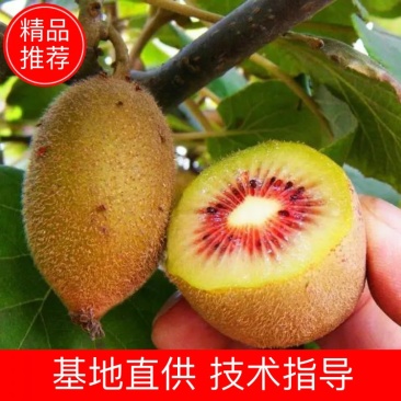 优质嫁接红心猕猴桃苗量大从优包成活技术