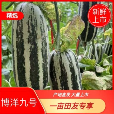 山东潍坊青州博洋九号甜瓜新鲜上市【推荐】潍坊青州市嘎嘎甜