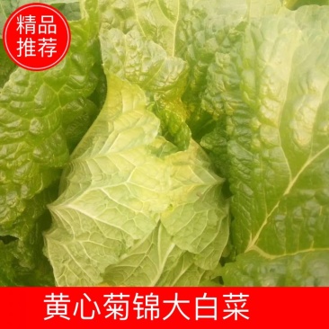 推荐潍坊青州精品白菜菊锦4~6斤净菜潍坊青州