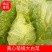 推荐潍坊青州精品白菜菊锦4~6斤净菜潍坊青州