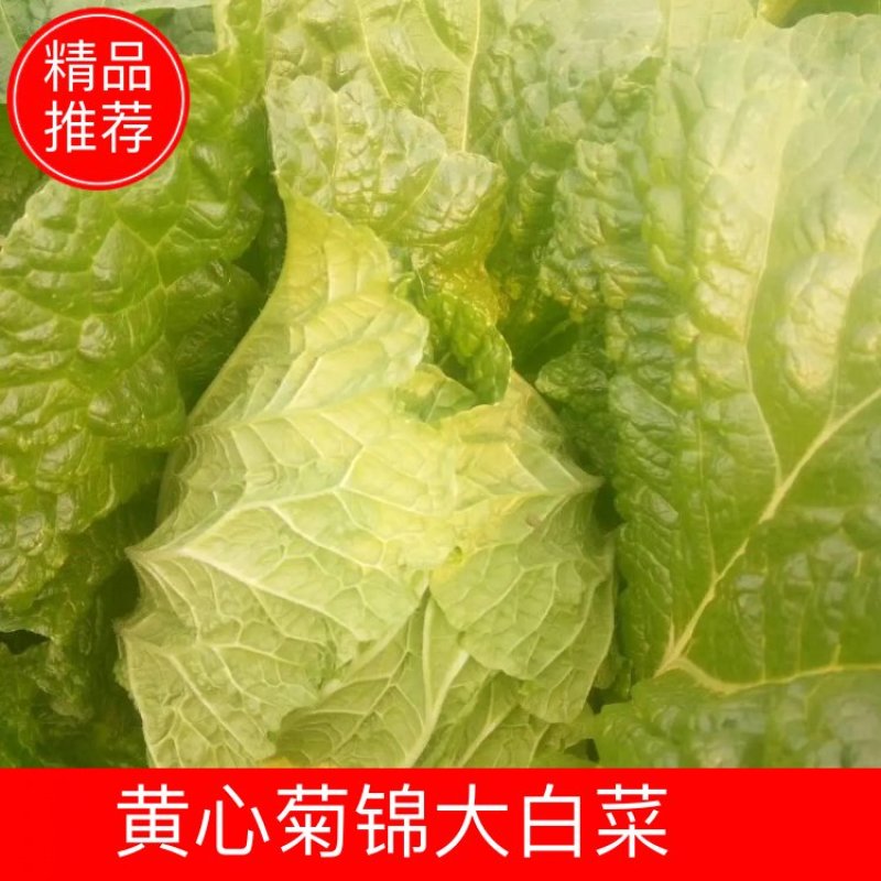 推荐潍坊青州精品白菜菊锦4~6斤净菜潍坊青州