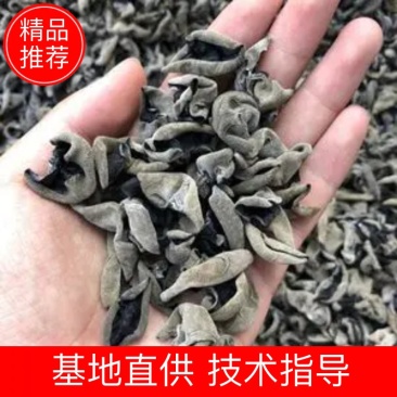 【特级黑木耳保质冲量】东北黑木耳特级肉厚无味产地直供批发