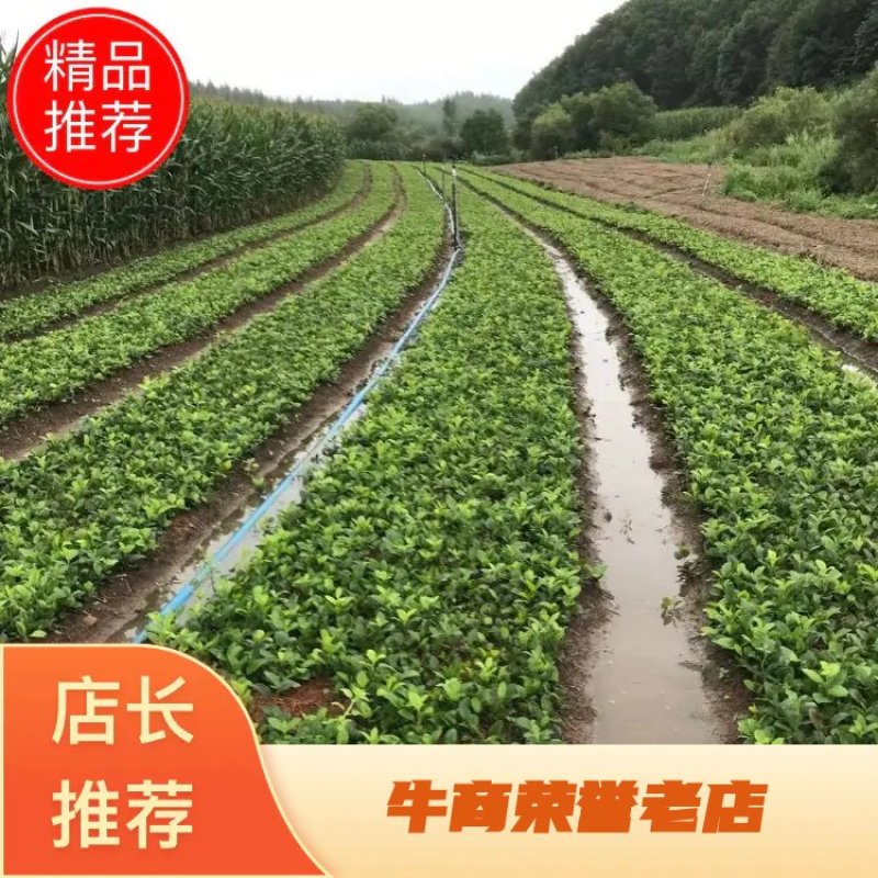 推荐优质苍术种苗北苍术苗子提供现代种植技术欢迎购买