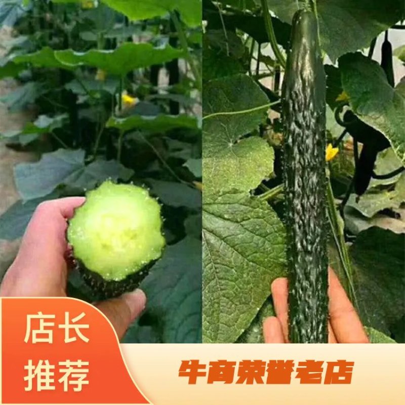 油亮黑条鲜黄瓜鲜花密刺油亮条黑条青瓤青肉产地直供批发