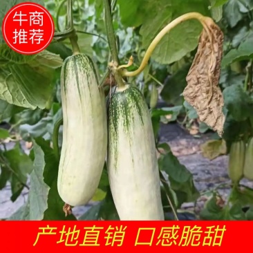 精品羊角蜜瓜(山东甜)个头大口感甜质量保证