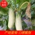 精品羊角蜜瓜(山东甜)个头大口感甜质量保证