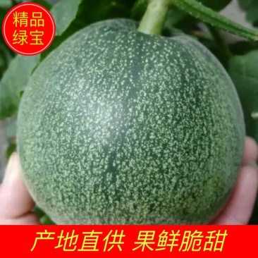 山东绿宝甜瓜大量上市中产地直供果鲜脆甜全国发货
