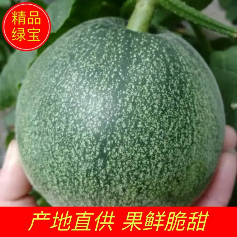 山东绿宝甜瓜大量上市中产地直供果鲜脆甜全国发货