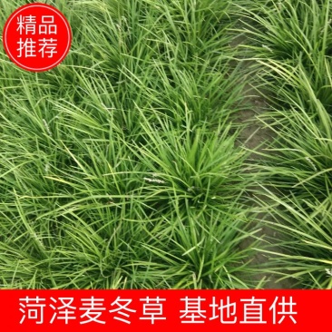麦冬草，山东菏泽麦冬草绿化苗基地直供欢迎采购