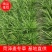 麦冬草，山东菏泽麦冬草绿化苗基地直供欢迎采购