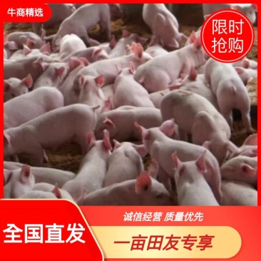 二元母猪抗病能力强、生长速度快，支持视频选货，货到付款！