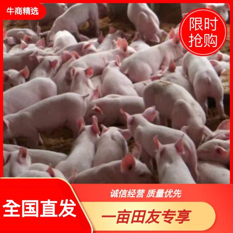 二元母猪抗病能力强、生长速度快，支持视频选货，货到付款！