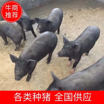 苏太小母猪，黑猪抗病能力强。现货出售，全国发货
