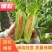 大量羊角蜜甜瓜鲜货供应支持线上保障交易价格美丽