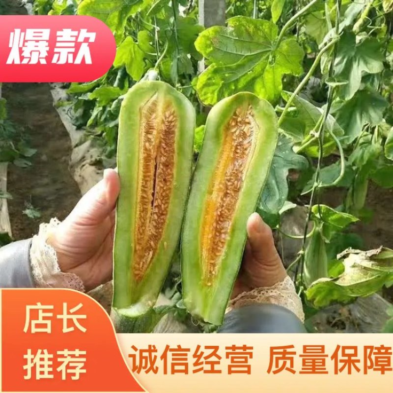 大量羊角蜜甜瓜鲜货供应支持线上保障交易价格美丽